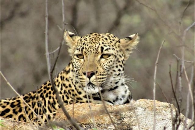 Leopard - Kruger National Park